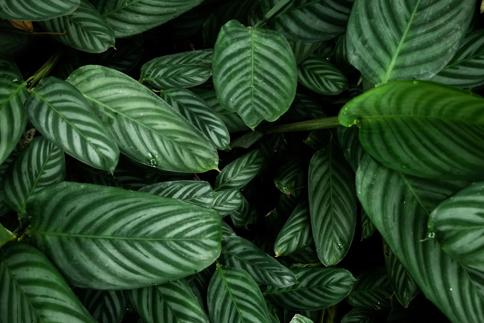 Agroniv Contact Background